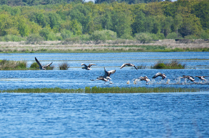 Natur Henne Strand Filsoe