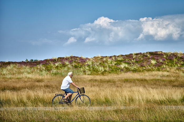 Natur Blåbjerg Klitplantage