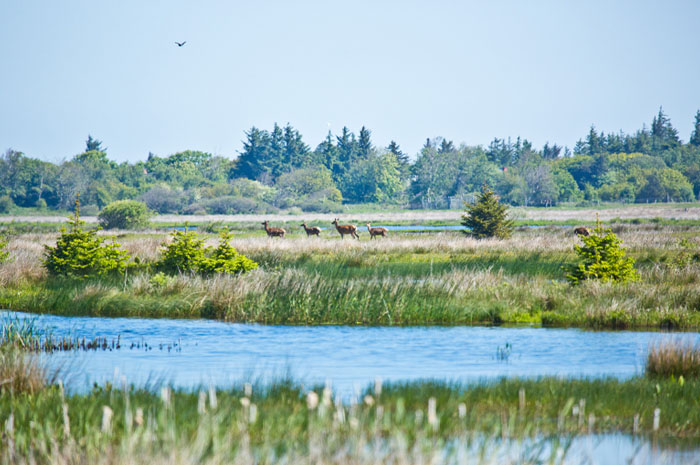 Natur Filsø